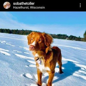 Meet your Posher, George